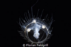 Meduse Freshwater, Craspedacusta sowerbii[, this Macro Im... by Florian Feldgrill 